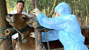 Nhân viên thú y tiêm vaccine viêm da nổi cục cho đàn bò ở Quảng Bình (cũ).