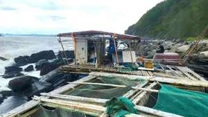 Lồng bè nuôi cá bớp, tôm hùm và hàu ở vịnh Hòn La, xã Phú Trạch, tỉnh Quảng Trị bị sóng lớn đánh tan hoang.