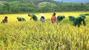 Cán bộ, chiến sĩ Đồn Biên phòng cửa khẩu quốc tế Cha Lo giúp dân gặt lúa trước khi có mưa lớn do ảnh hưởng của bão số 1.