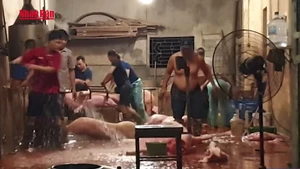 [Video] Hơn 80% cơ sở giết mổ nhỏ lẻ không được kiểm soát