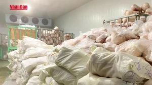 [Video] Tiêu hủy hơn 100 tấn lợn sữa bốc mùi
