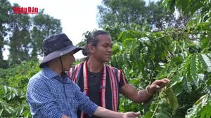 [Video] Đưa cà phê Việt vươn tầm thế giới
