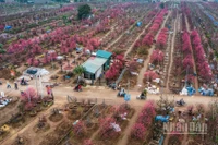 Làng đào Nhật Tân rực sắc hồng mỗi độ Tết đến. (Ảnh: THÀNH ĐẠT)