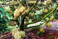 Vườn sầu riêng ở tỉnh Gia Lai.