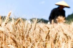 Ảnh minh họa: Tân Hoa xã 