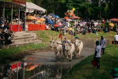 Ngày 20/9/2025, sân đua ở Khu Liên hợp Thể thao-Du lịch Tà Pạ-Soài Chek (xã Tri Tôn, tỉnh An Giang) diễn ra Hội đua bò Bảy Núi tranh Cúp Truyền hình An Giang. (Ảnh: DANH THÀNH)