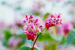 Lễ hội hoa tam giác mạch chính thức khai mạc vào tối ngày 29/11 tại xã Đồng Văn, tỉnh Tuyên Quang.