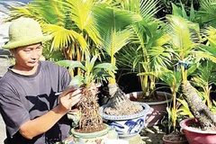 Nghệ nhân Đỗ Thành Trung đã tạo ra những cây dừa bonsai độc đáo.