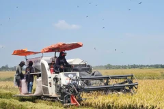 Nông dân vùng Tứ giác Long Xuyên thu hoạch lúa.