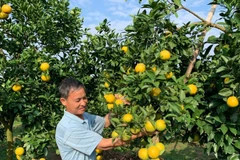Nông dân Tống Trân, tỉnh Hưng Yên chuyển đổi sang trồng cam cho thu nhập hơn 350 triệu đồng/ha/năm.