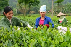 Người dân xã Tân Cương (Thái Nguyên) thu hái chè vụ xuân.