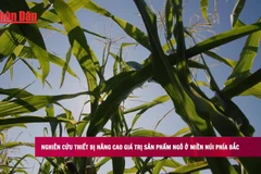 [Video] Thiết bị nâng cao giá trị sản phẩm ngô ở miền núi phía Bắc