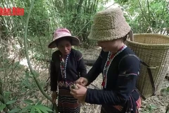 [Video] Sản xuất măng rừng khô chất lượng cao bằng công nghệ sấy bơm nhiệt