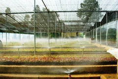 Viện Nghiên cứu Cây nguyên liệu giấy luôn ứng dụng, phát triển công nghệ vào hoạt động sản xuất kinh doanh lâm nghiệp.