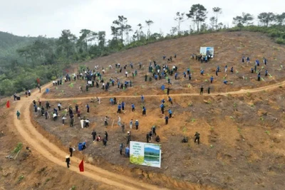 Quang cảnh trồng rừng ở phường Yên Tử ngay sau lễ phát động.