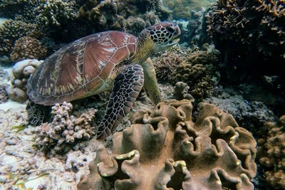 Ảnh minh hoạ. (Nguồn Internet)