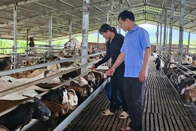 Cán bộ xã Quảng Tân trực tiếp xuống kiểm tra mô hình phát triển kinh tế hộ gia đình trên địa bàn xã.