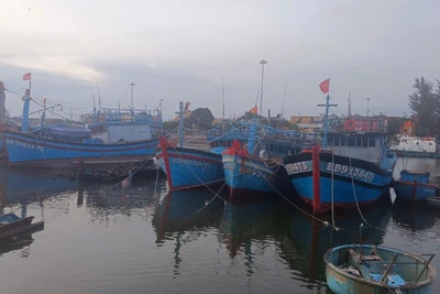 Tàu thuyền neo đậu tại cảng Quy Nhơn để tránh trú bão.