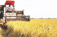 Thu hoạch lúa ở Tây Ninh có tỷ lệ cơ giới hóa cao nhất (100% ). (Ảnh TRẦN TRUNG)