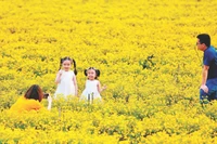 Mô hình kết hợp nông nghiệp hữu cơ - thảo dược bản địa - du lịch sinh thái tại Hợp tác xã RiTi thu hút du khách đến tham quan, trải nghiệm.