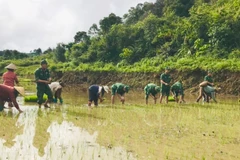 Cán bộ, chiến sĩ các Đồn Biên phòng giúp người dân cấy lúa sau khi mưa lũ đi qua.