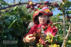 Trong trang phục truyền thống rực rỡ, các đội thi với đôi tay thoăn thoắt hái từng chùm quả đỏ, tuân thủ kỹ thuật "không rung cây, không bẻ cành".