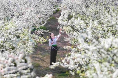 Giữa bạt ngàn màu xanh của núi rừng, sắc trắng của hoa mận nở sớm, bừng sáng như những sương mây sà xuống đậu trên cành cây, tinh khiết và mong manh.