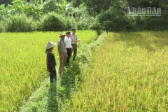Khu vực từng bị đào xới nham nhở bởi tình trạng khai thác vàng trái phép của gia đình bà Vì Thị Chanh, bản Lứa, xã Mường La đã được khôi phục trồng lúa.