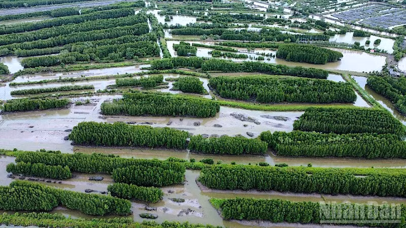 Cao tốc Cà Mau-Đất Mũi phần lớn băng qua các cánh rừng ngập mặn, ít ảnh hưởng đến nhà cửa và đất sản xuất của người dân nông thôn Cà Mau.