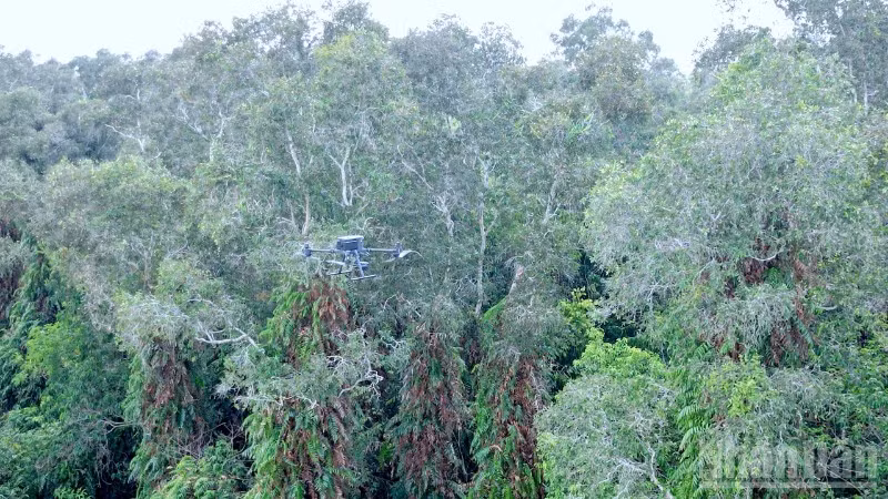 Thiết bị flycam đang thực hiện chuyến bay tuần tra trên không, giúp lực lượng chức năng luồn lách và giám sát chặt chẽ các mảng rừng tràm có mật độ cây dày đặc.