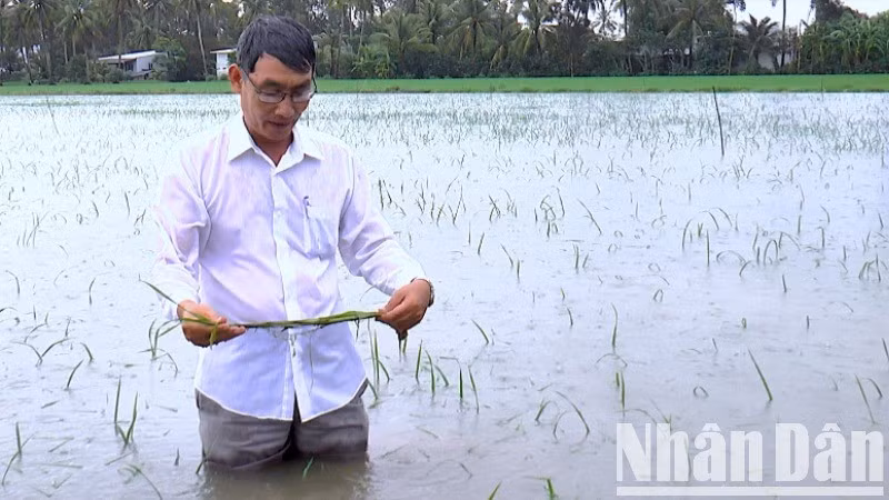 Ngành chức năng huyện Trần Văn Thời, tỉnh Cà Mau kiểm tra lúa hè thu bị ngập.