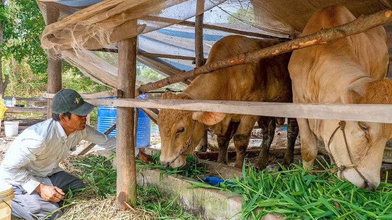 Hộ nghèo xã Tân Lộc (tỉnh Cà Mau) được tiếp cận vốn chính sách thực hiện mô hình chăn nuôi bò tại nhà.