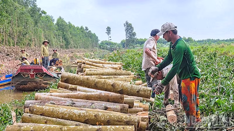 Thu hoạch gỗ cây keo lai tại lâm phần xã Khánh Lâm, tỉnh Cà Mau.