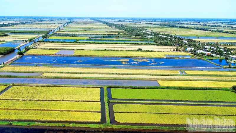 Lúa sinh thái gieo trồng trên đồng đất lúa-tôm Cà Mau.