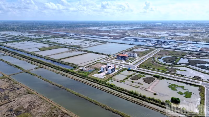 Một góc Khu nông nghiệp ứng dụng công nghệ cao phát triển tôm Bạc Liêu nằm ở phường Hiệp Thành, tỉnh Cà Mau.