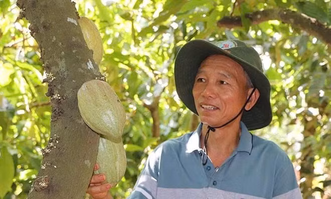 Ông Trần Như Phong (xã Nghĩa Thành, Thành phố Hồ Chí Minh) làm giàu từ trồng ca cao.