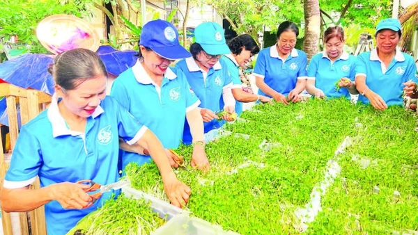 Chị em phụ nữ khu phố Bình Khởi (phường Sơn Đông, tỉnh Vĩnh Long) trồng rau mầm sạch gây quỹ thực hiện công tác thiện nguyện tại địa phương. 