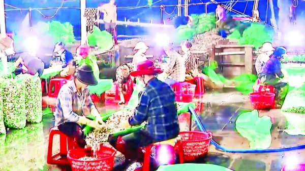 Người dân đưa ngao về khu tập trung để xử lý, làm sạch.