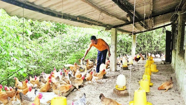 Mô hình chăn nuôi gà thả đồi tự nhiên của gia đình anh Lý Đức Bảo ở thôn Hợp Thành, xã Tiên Yên mang lại giá trị kinh tế cao.