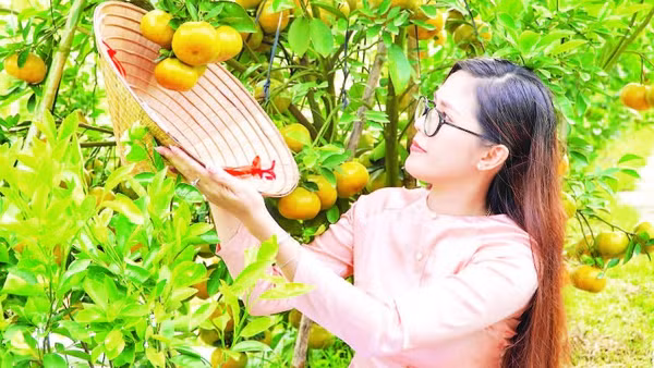 Dịch vụ trải nghiệm bơi xuồng tại vườn quýt hồng.