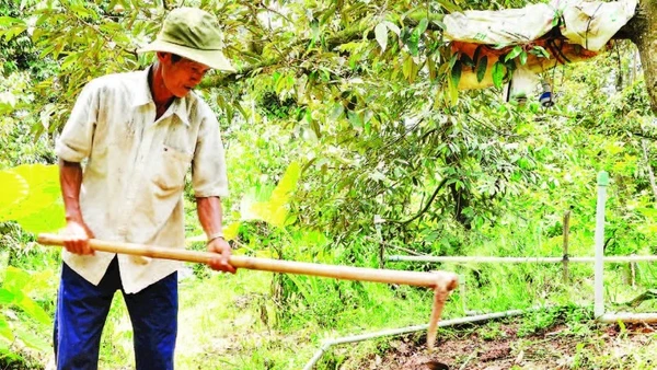 Nông dân trồng sầu riêng ở xã Long Tiên, tỉnh Đồng Tháp.