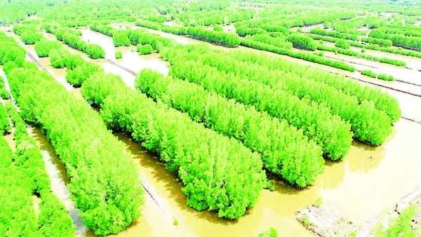 Khi thương mại hóa được tín chỉ carbon, Cà Mau sẽ có thêm nguồn thu khoảng hơn 3.500 tỷ đồng nhờ “kho báu xanh” ở đại ngàn rừng ngập mặn.