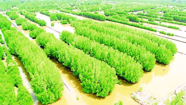 Khi thương mại hóa được tín chỉ carbon, Cà Mau sẽ có thêm nguồn thu khoảng hơn 3.500 tỷ đồng nhờ “kho báu xanh” ở đại ngàn rừng ngập mặn.