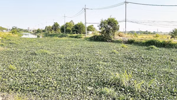 Lục bình sinh sôi dày đặc ở một con rạch thuộc địa bàn huyện Hóc Môn (cũ).