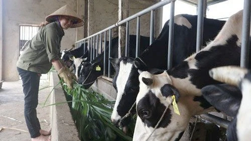 Chăn nuôi bò sữa ở xã Yên Bài (Hà Nội). (Ảnh: Sơn Tùng)
