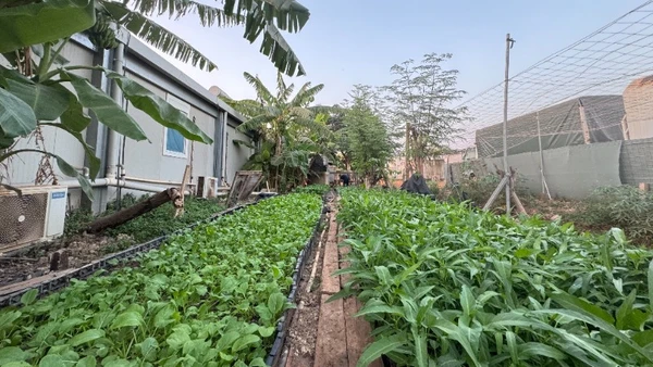 Vườn rau xanh của “Bộ đội cụ Hồ” ở Nam Sudan