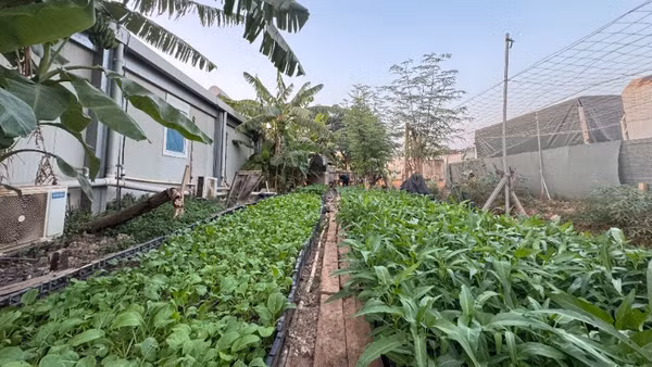 Vườn rau xanh của “Bộ đội cụ Hồ” ở Nam Sudan