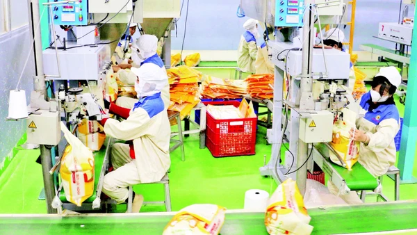 Đóng gói gạo xuất khẩu tại Nhà máy của Công ty TNHH MTV Lương thực Thạo Sơn, tỉnh An Giang. (Ảnh: TTXVN)