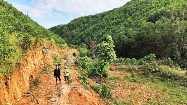 Chủ rừng chưa thể giao dịch tín chỉ carbon do thiếu chính sách cụ thể.