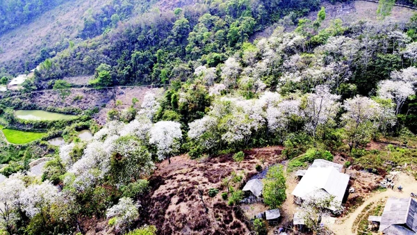 Rừng ban cổ bản Nặm Cứm nở trắng muốt mỗi độ tháng 3. (Ảnh: LÊ LAN)